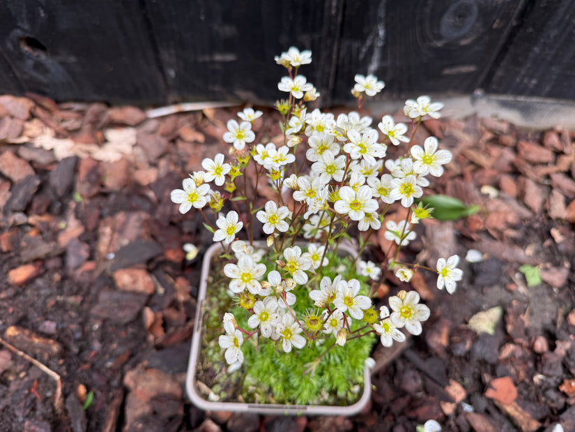 Steinbrech (Weiß) - Saxifraga arendsii 'schneeteppich'