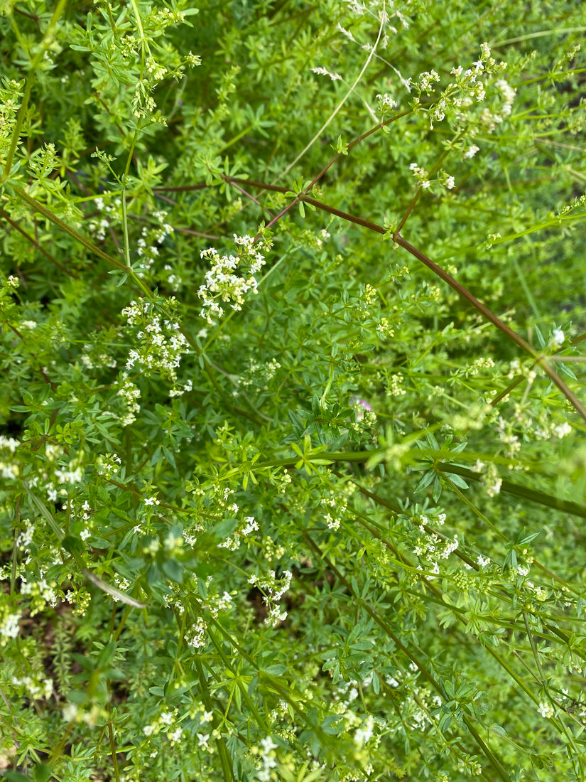 Glattes Labkraut - Galium mollugo 'Meddo'