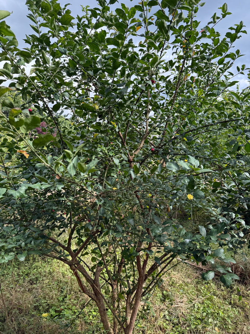 Wilder Kernbeißer - Euonymus europaeus