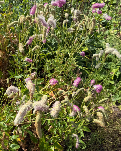 Japanischer Pimpernel (Höhe 150 cm) - Sanguisorba 'Obtusa'