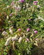 Japanischer Pimpernel (Höhe 150 cm) - Sanguisorba 'Obtusa'
