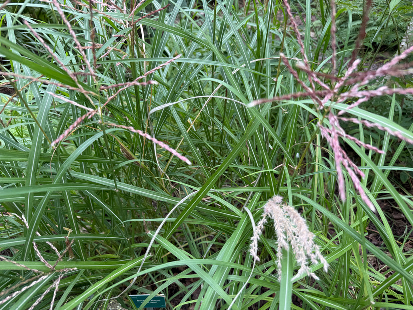 Wunderschönes Schilfrohr - Miscanthus sinensis 'Ferner Osten'