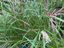 Wunderschönes Schilfrohr - Miscanthus sinensis 'Ferner Osten'