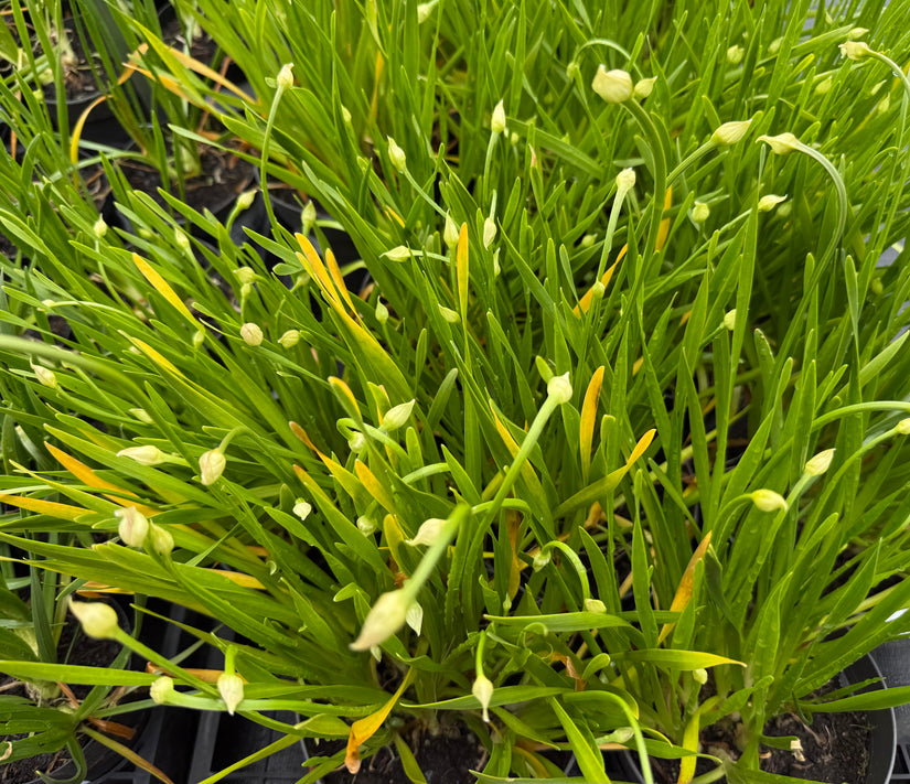 Zierzwiebel - Allium 'Millenium'