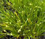 Zierzwiebel - Allium 'Millenium'