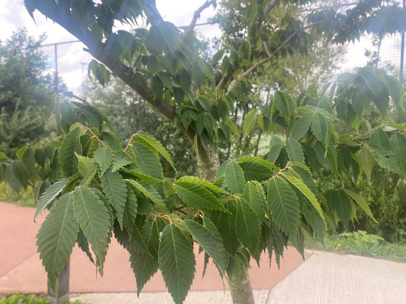 Japanische Pseudoulme - Zelkova serrata