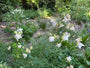 Akelei Weiß (Höhe 70 cm) - Aquilegia 'Silver Queen'