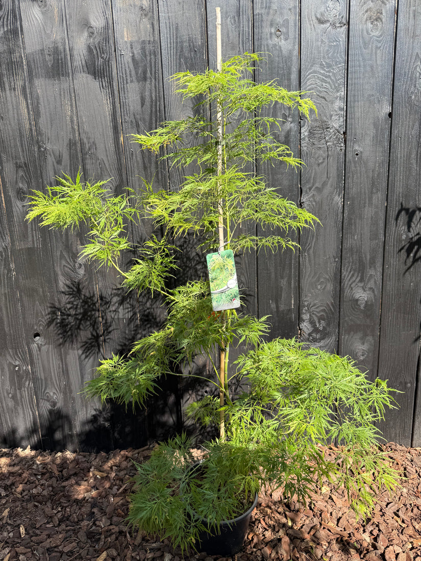 Japanischer Ahorn - Acer palmatum 'Dissectum'