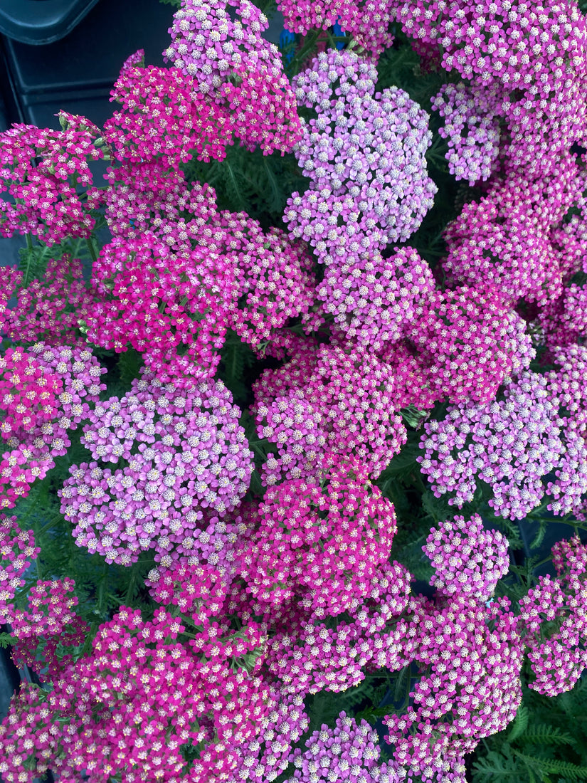 Gewöhnliche Schafgarbe - Achillea millefolium 'Milly Rock Rose'