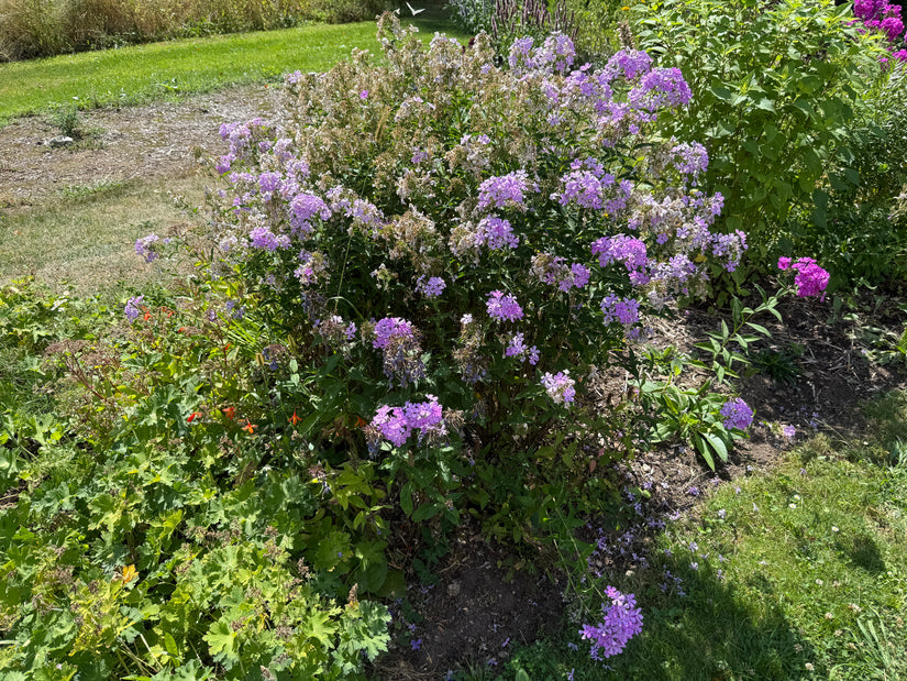 Phlox (Blau 100 cm) - Phlox paniculata 'Blue Paradise'