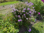 Phlox (Blau 100 cm) - Phlox paniculata 'Blue Paradise'