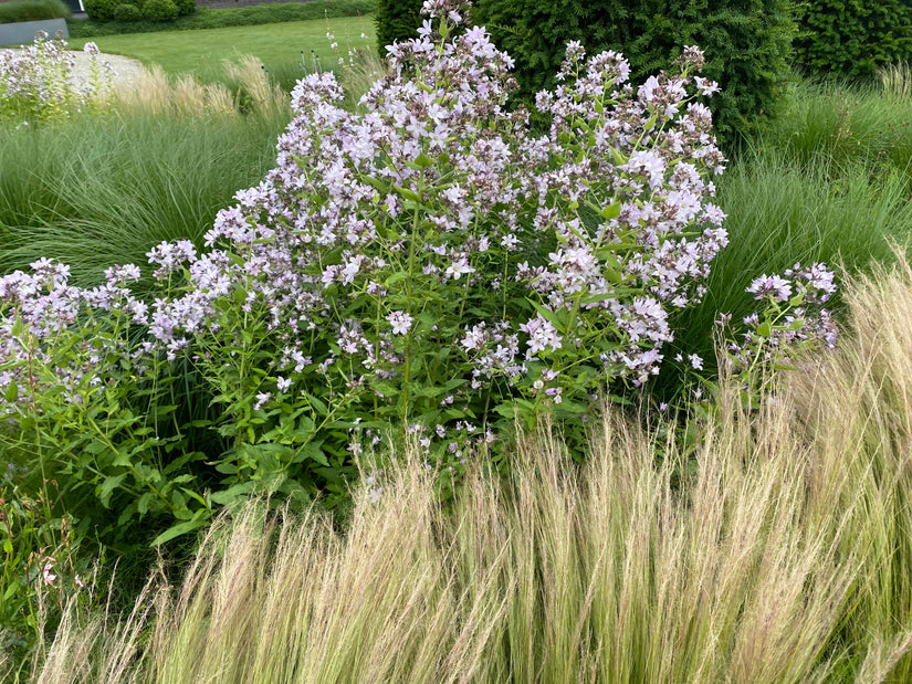 Glockenblume - Campanula lactiflora 'Alba'