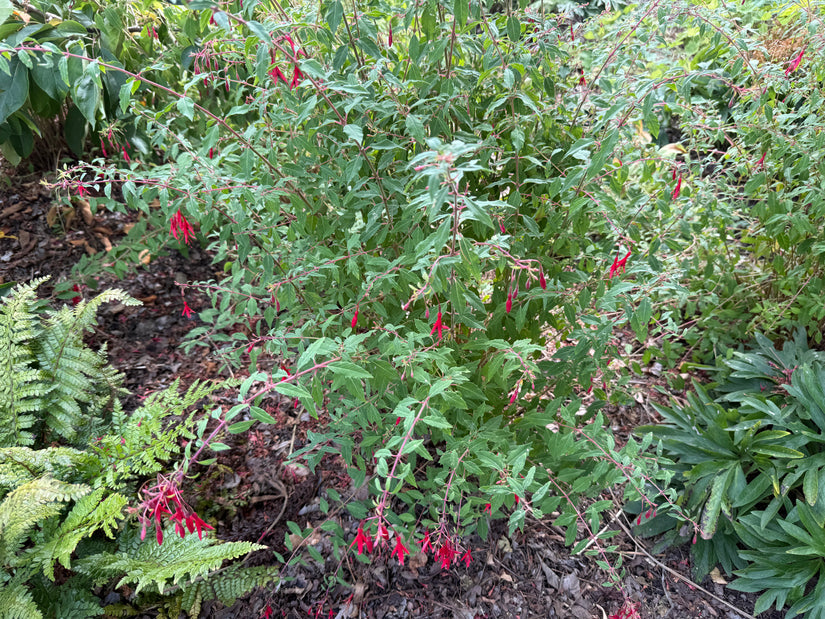 Blasenpflanze - Fuchsia magellanica gracilis