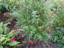 Blasenpflanze - Fuchsia magellanica gracilis
