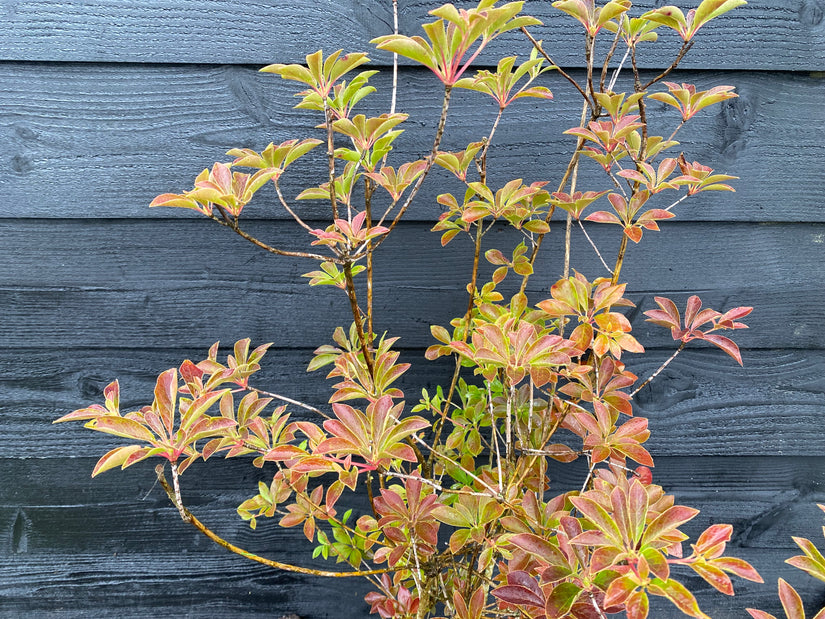 Campanula - Enkianthus campanulatus