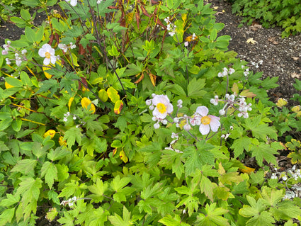 Bio-Herbstanemone - Anemone hupehensis 'September Charm'