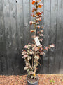 Hasel - Corylus avellana 'Rote Zellernuss'