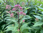 Lila Leberblümchen - Eupatorium purpureum