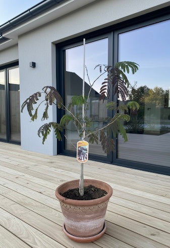 Persischer Seidenbaum (Braun) - Albizia julibrissin Summer Chocolate