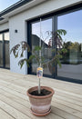 Persischer Seidenbaum (Braun) - Albizia julibrissin Summer Chocolate