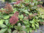 Konteradmiral - Rodgersia Aesculifolia