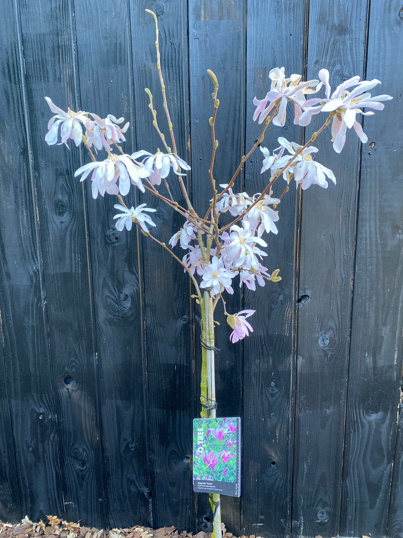 Biberbaum (Rosa) – Halbstämmige Magnolie „Susan“.