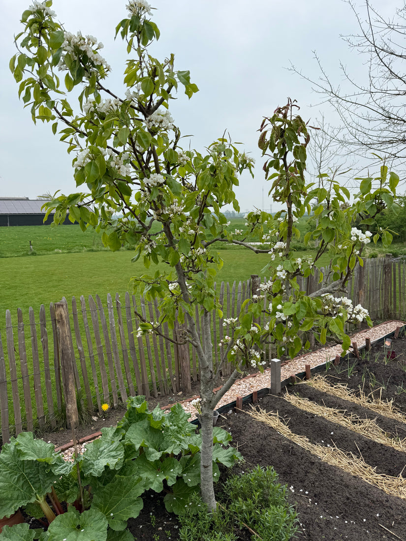 Bio-Birnbaum - Pyrus communis 'Bonne Louise d'Avranches'