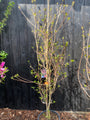 Foto half april, net in blad, c20 pot
