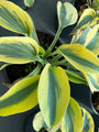 Herzlilie - Hosta 'Autumn Frost'