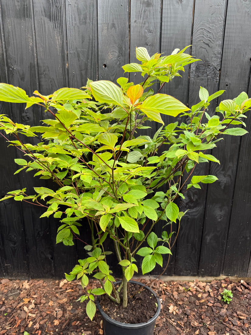 Riesen-Hartriegel - Cornus Controversa