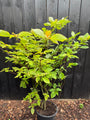 Riesen-Hartriegel - Cornus Controversa