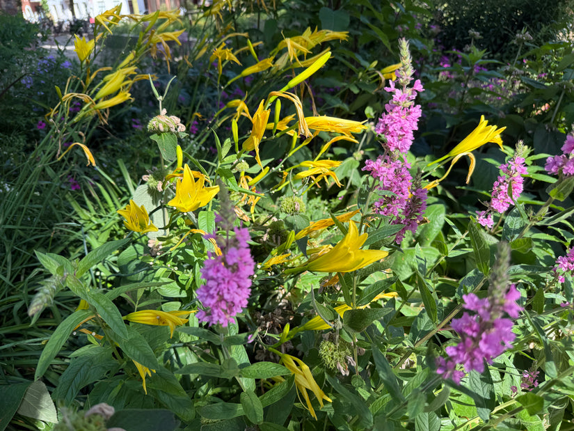 Blutweiderich - Lythrum salicaria