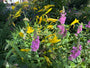 Blutweiderich - Lythrum salicaria