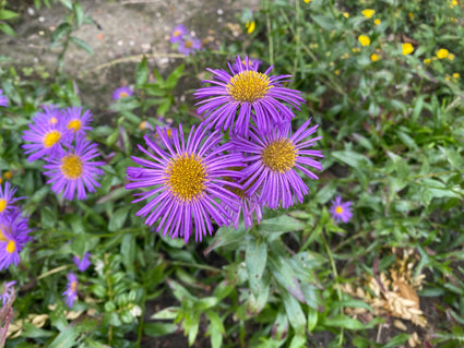 Berufkraut - Erigeron 'Strahlenmeer'