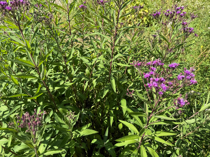 Eisenkraut - Vernonia Crinita