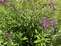 Eisenkraut - Vernonia Crinita