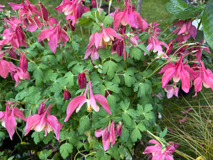 Akelei - Aquilegia 'Nora Barlow'