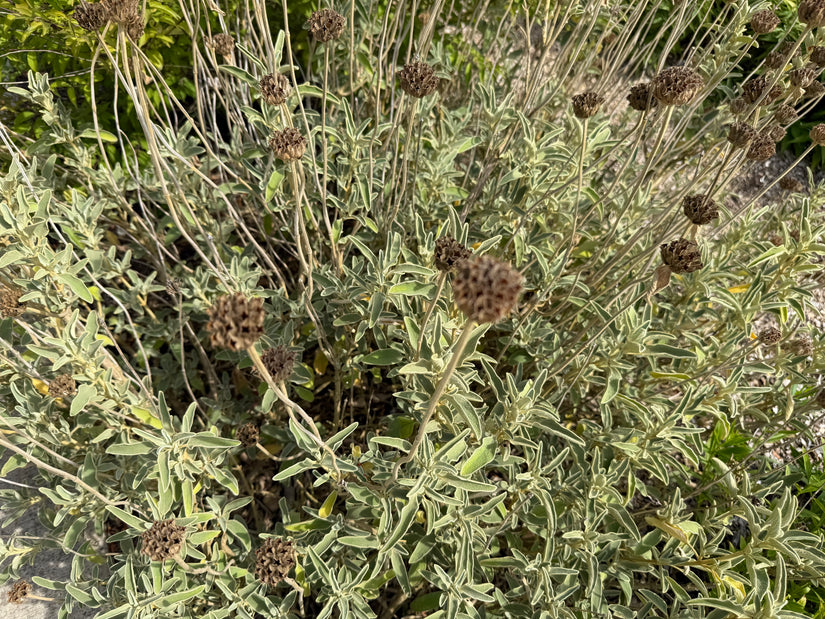 Weidenröschen - Phlomis fruticosa