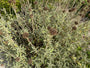 Weidenröschen - Phlomis fruticosa