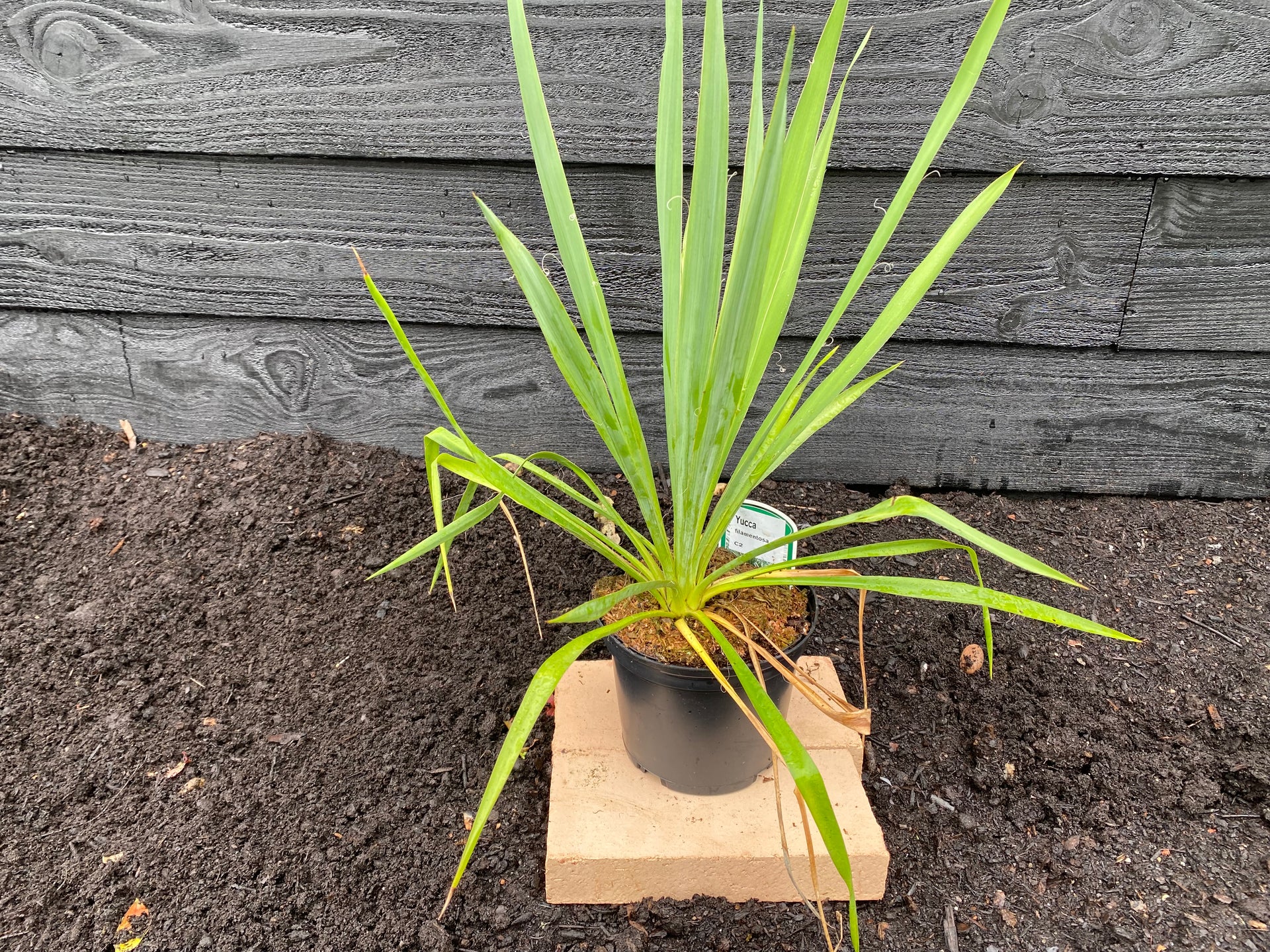 Kaufen und kombinieren Sie Yucca filamentosa-Palmenlilien