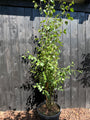 Birke - Betula Utilis 'Doorenbos'