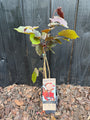 Hasel - Corylus avellana 'Rote Zellernuss'