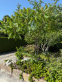 Essigbaum / Samtbaum - Rhus typhina 'Dissecta'
