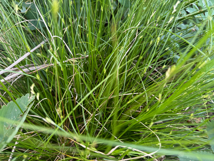 Dünne Segge - Carex remote