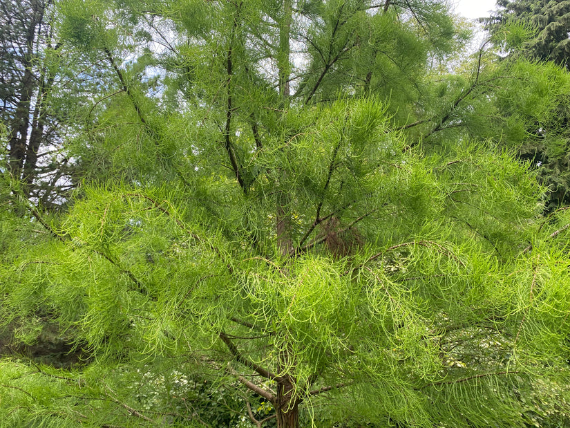 Sumpfzypresse - Taxodium distichum