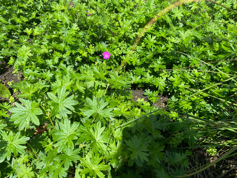 Blut-Storchschnabel - Geranium sanguineum