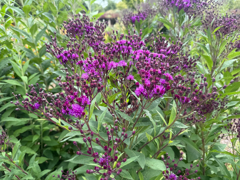 Eisenkraut - Vernonia Crinita