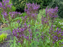 Blaues Eisenkraut - Verbena Hastata