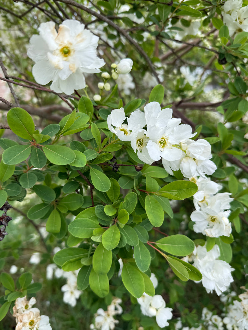 Pearl Bush (Weiß) - Exochorda x macrantha 'The Bride'