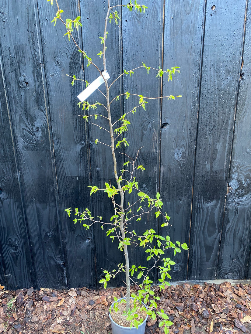 Hainbuche - Carpinus betulus (Laubbuche)